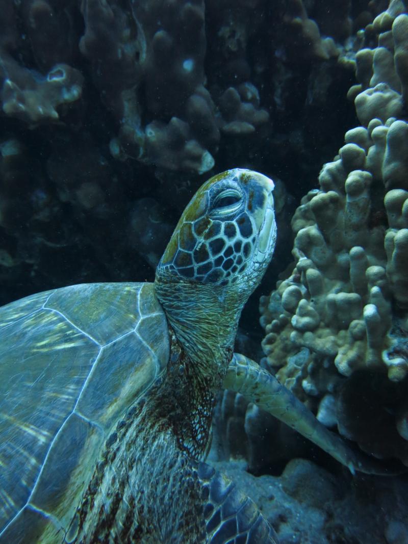 Documental "¿Dónde descansan las tortugas de Rapa Nui?"