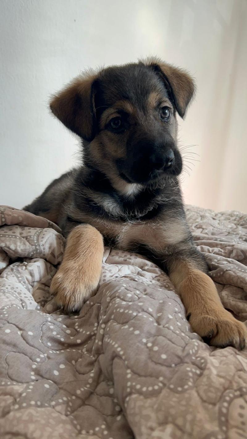 Jornada de adoptación para perros.