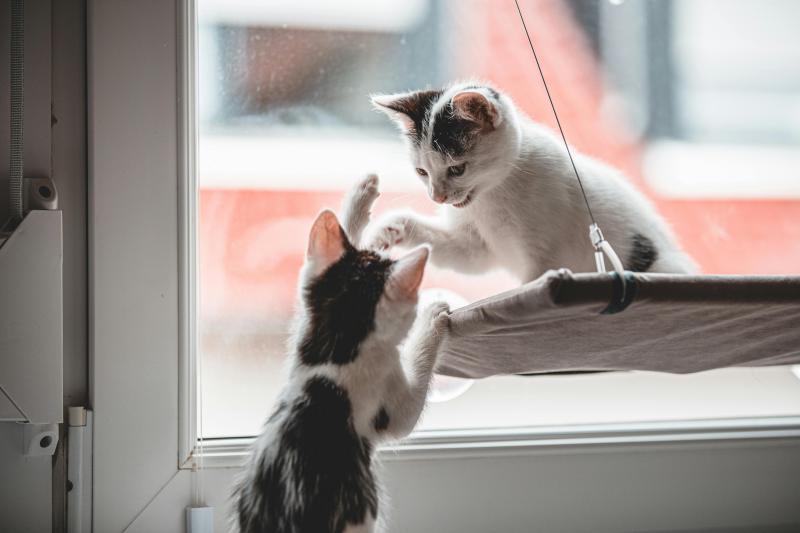 Gatos jugando. Créditos: Pexels