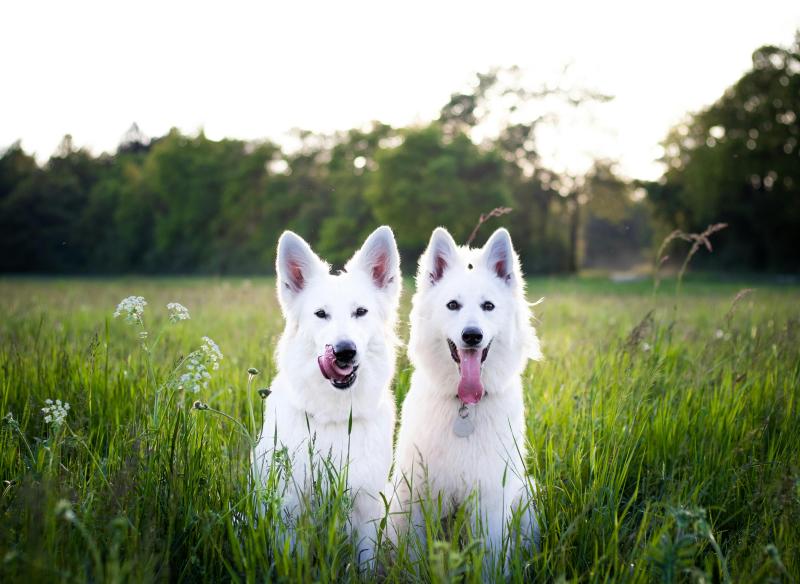 Perros. Créditos: SuperZoo
