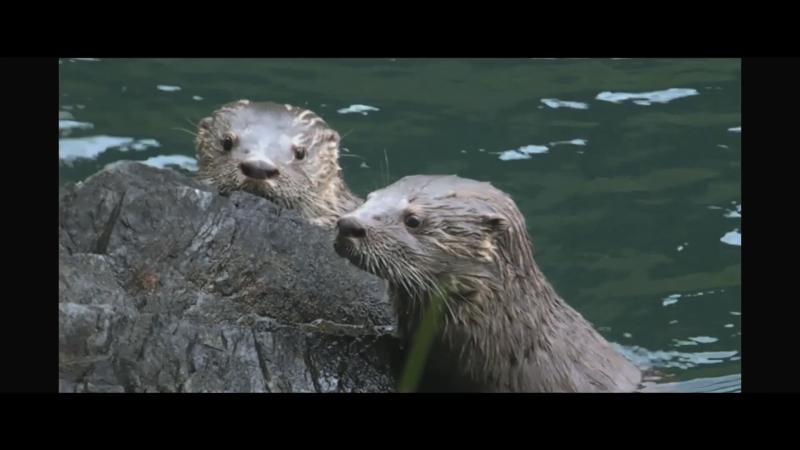 Imágenes del documental Lontra Provocax: Tras las huellas del gato de río. Emitido por 13C.