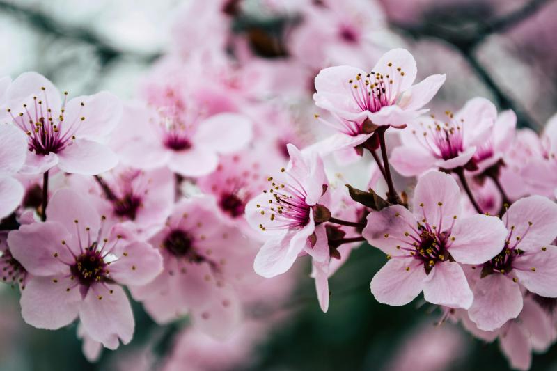 Flores de cerezo. Créditos: Pexels.