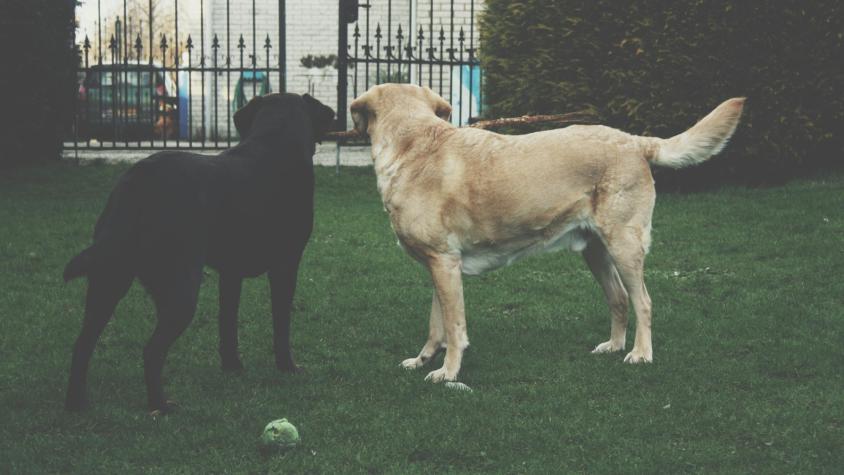 Perros. Créditos: SuperZoo 