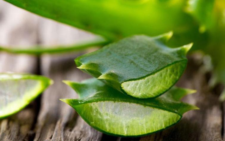 Los múltiples beneficios del aloe vera para nuestro cuerpo 