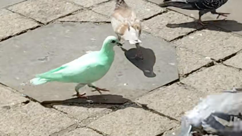 Expertos en alerta por videos de una paloma verde brillante: mutación, pintura o la alimentación