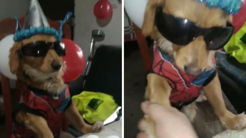"Julio, el bakan": perro rescatado la rompe con adorable fiesta de cumpleaños