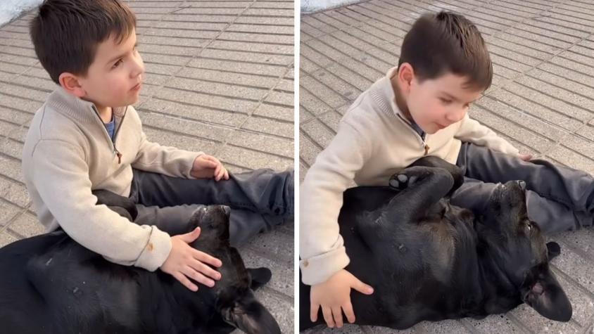 Niño conmueve en redes al dar lección de empatía con perro callejero: "Ellos están solitos"