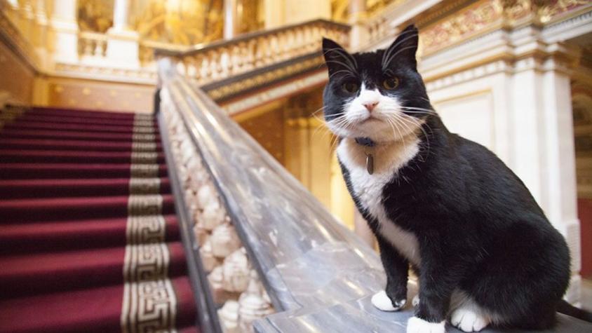 Adiós al “diplocat”: muere Palmerston, el célebre gato diplomático del Reino Unido y rival histórico de Larry
