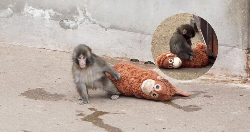 La dura vida de Punch: el mono rechazado que se volvió viral por su peluche y que hoy empieza a ser aceptado por otros macacos