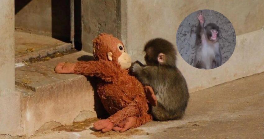 ¡Crecen tan rápido!: Punch el mono aprendió a despedirse del público y su adorable gesto ya es viral
