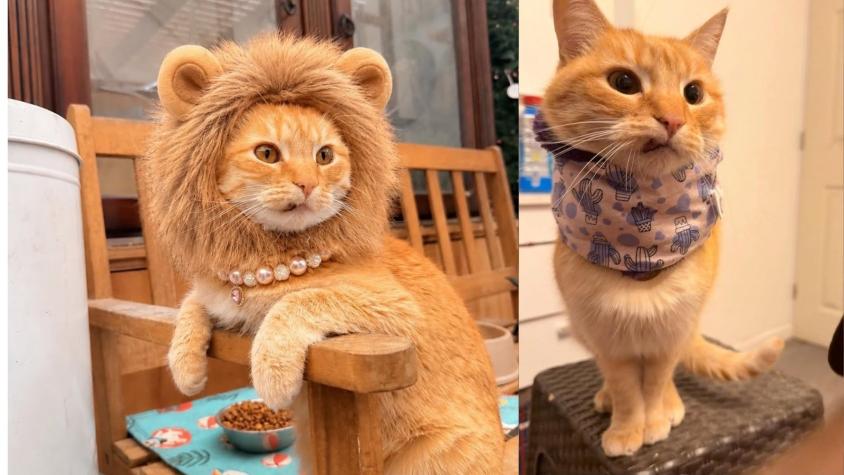 “Se cree perro”: la insólita historia de Minimishi, la gata que pasea con arnés y saluda a sus vecinos