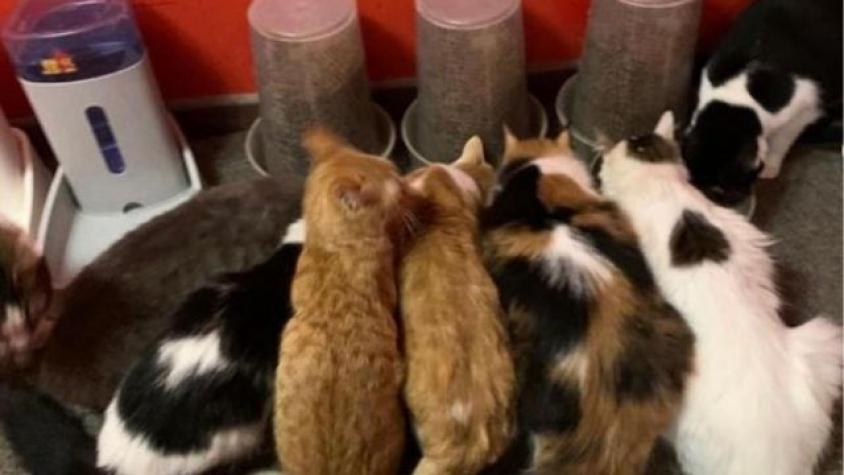 "Alma de Gato": Conoce más sobre la fundación que rescata a animales y cómo adoptar