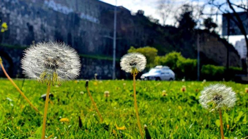 Primavera 2024: ¿Cuándo comienza esta estación en Chile?