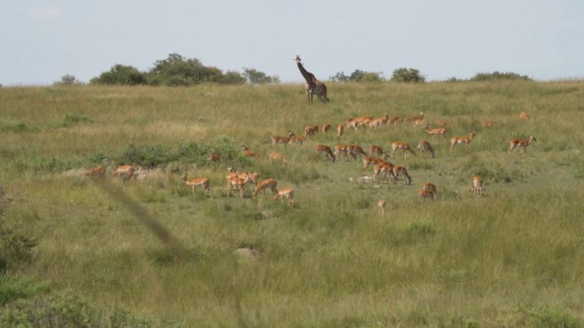 El viaje de mi vida | T2 | Capítulo 1 | Kenia
