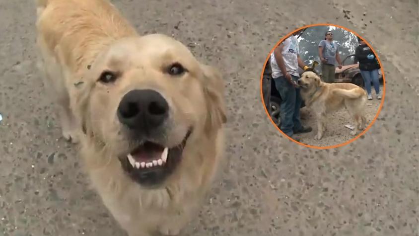 "Renato fue lo primero que nosotros salvamos": El perro influencer que perdió su casa en Lirquén y hoy alegra a damnificados