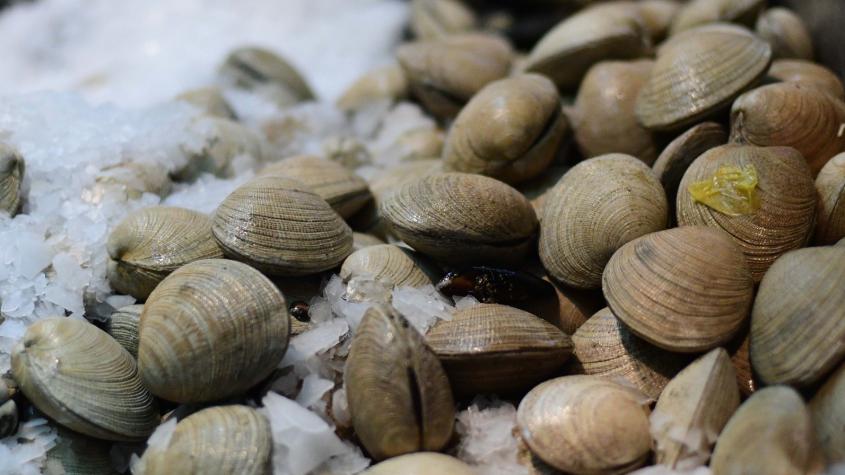 Alerta de marea roja en Tongoy: detectan "toxina amnésica" en mariscos que puede producir daños neurológicos