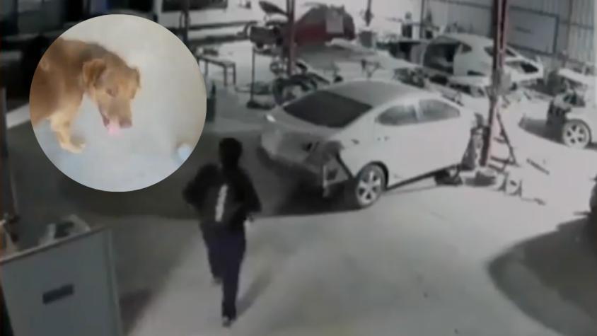 Roban $20 millones en herramientas y las venden en ferias de Pudahuel: un día antes, el perro guardián fue golpeado y falleció