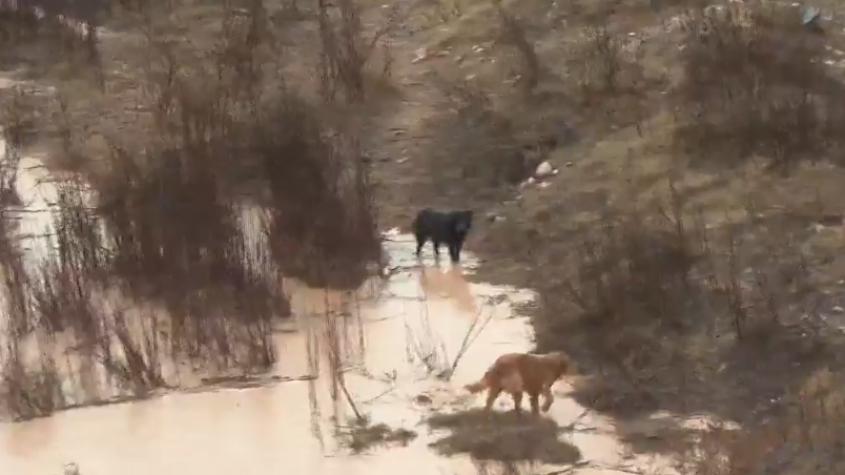 Tres perros quedaron aislados en medio del temporal en La Serena