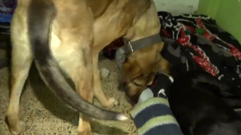 En Vallenar se habilitó un refugio para mascotas en medio del temporal