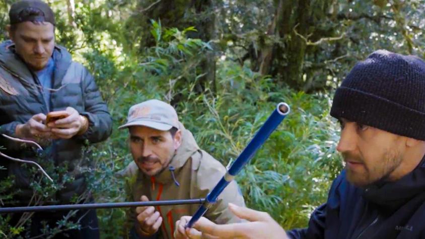 “El clan” descubre un alerce que podría ser el más antiguo del mundo