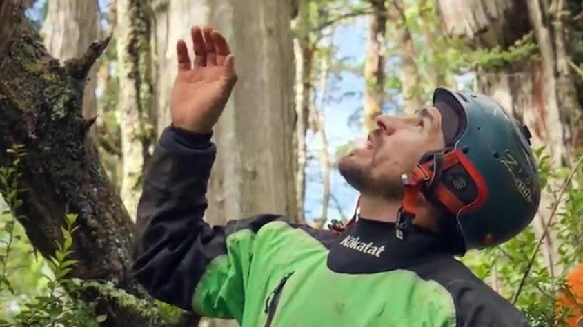Sintieron el llamado de la naturaleza: “El Clan” descubre el que podría ser el árbol más antiguo del mundo